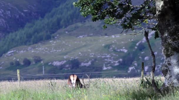 Red Deer Cervus Elaphus Mammal Grass Field Forth Wiliams Шотландия — стоковое видео