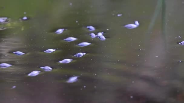 Whirligig Beetles Water Beetles Surface Pond Gyrinus Natator Whirligig Beetles — Stock Video