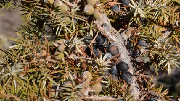 Juniperus Cupressaceae Struik Met Bessen Berg Cogne Italië Nationaal Park — Stockvideo