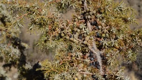 Ginepro Cupressaceae Arbusto Con Bacche Montagna Cogne Italia Parco Nazionale — Video Stock