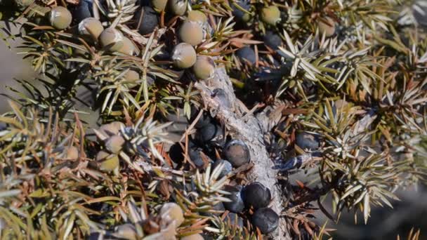 Juniperus Cupressaceae Struik Met Bessen Berg Cogne Italië Nationaal Park — Stockvideo