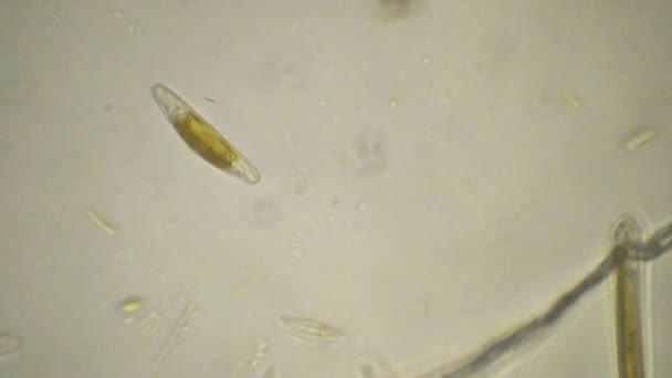 Diatomea Algas Alga Siliciosa Unicelular Microcosmo Água Doce Sílica Lapso — Vídeo de Stock
