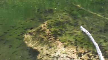 Bir sürü kurbağa yavrusu gölette yüzer, Bufo bufo.