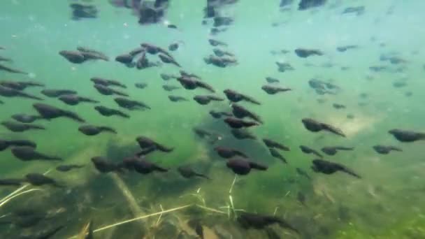 연못에서 헤엄치는 수많은 일반적 두꺼비 올챙이 — 비디오