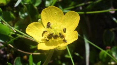 Ranunculus çiçeği ve corolla ile beslenen böcekler.