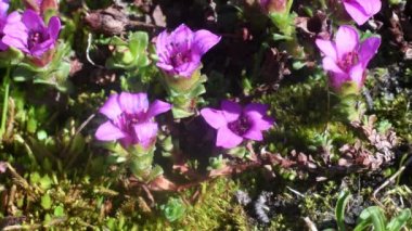 Bahçedeki güzel pembe çiçekler