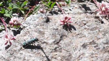 Kaplan pancarı, Cicindela sp., yeşil kaplan böceği, alp praire, yırtıcı, dağ, Gran Paradiso Ulusal Parkı, Cogne, Valnontey, Valle d 'Aosta, İtalya,