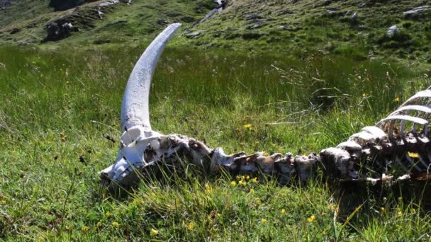 意大利高山草原 高山草原 大帕拉迪索国家公园的Ibex Capra Ibex Ibex骨骼 Ibex骷髅和Ibex骨骼 — 图库视频影像