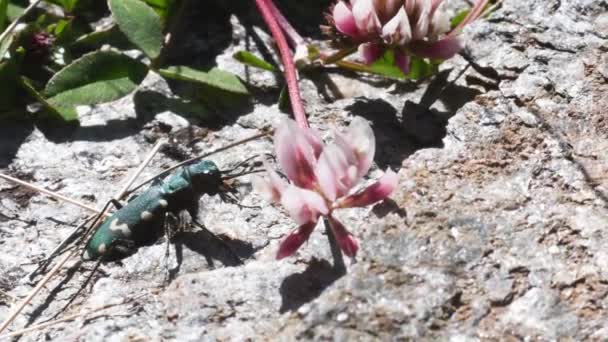 Tygří Brouk Cicindela Zelený Tygří Brouk Alpská Chvála Dravec Hora — Stock video