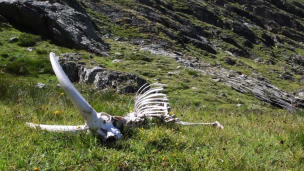 Ibex Mannetje Dood Capra Ibex Schedel Beenderen Van Steenbok Schedel — Stockvideo