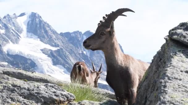 Ibex Mężczyzna Kobieta Krajobrazie Capra Ibex Park Narodowy Gran Paradiso — Wideo stockowe