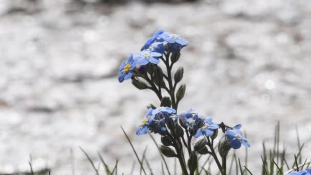 Myosotis AlpestrisまたはAlpha Forned Notは 開花植物科の草本多年草植物です Boragineace Alps Gran Paradiso National — ストック動画