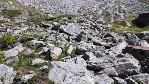 Morena Glaciale Parque Nacional Gran Paradiso — Vídeos de Stock