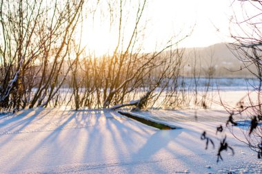 Kışın güneşte bir ağaç