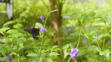 Yakut Leke Kuyruklu Kırlangıç ya da Kırmızı Leke Kuyruklu Kırlangıç (Papilio Anchisiades), Kolombiya 'nın Medellin şehrindeki Güzel bir Bahçede Mor Çiçekli Siyah Kelebek.