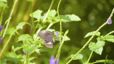 Yakut Leke Kuyruklu Kırlangıç ya da Kırmızı Leke Kuyruklu Kırlangıç (Papilio Anchisiades), Kolombiya 'nın Medellin şehrindeki Güzel bir Bahçede Mor Çiçekli Siyah Kelebek.