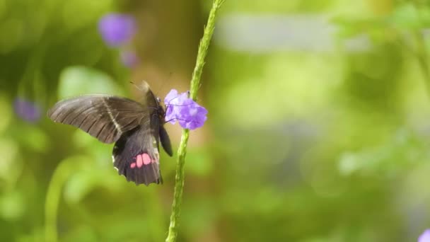 Ruby Spotted Swallowtail Red Spotted Swallowtail Papilio Anchisiades Farfalla Nera — Video Stock