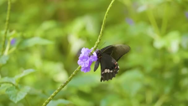 Ruby Skvrnitý Vlaštovka Nebo Červeně Skvrnitý Vlaštovka Papilio Anchisiades Černý — Stock video