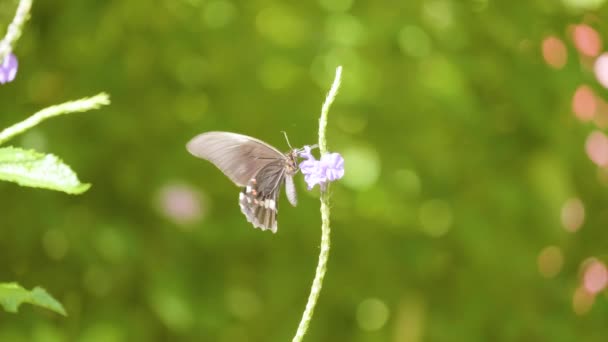 Ласточкино Гнездо Papilio Anchisiades Черная Летучая Мышь Розовыми Косточками Фиолетовом — стоковое видео
