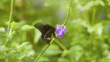 Yakut Leke Kuyruklu Kırlangıç ya da Kırmızı Leke Kuyruklu Kırlangıç (Papilio Anchisiades), Kolombiya 'nın Medellin şehrindeki Güzel bir Bahçede Mor Çiçekli Siyah Kelebek.