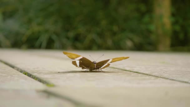 Πορτοκαλί Και Μαύρη Πεταλούδα Siproeta Epaphus Περπατώντας Τσιμεντένιο Δάπεδο Στο — Αρχείο Βίντεο