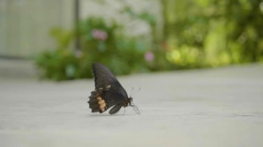 Yakut Lekeli Kırlangıç ya da Kırmızı Leke Kuyruklu Kırlangıç (Papilio Anchisiades), Kolombiya 'nın Medellin şehrinde Kanatlarını Çimento Zemininde Durduran Pembe Lekeli Kara Kelebek