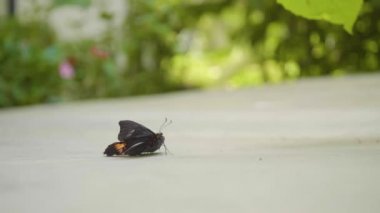 Yakut lekeli Kırlangıç ya da Kırmızı Leke Kuyruklu Kırlangıç (Papilio anchisiades), Kolombiya Medellin 'de çimento zemininde yürüyen Pembe Benekli Kara Kelebek