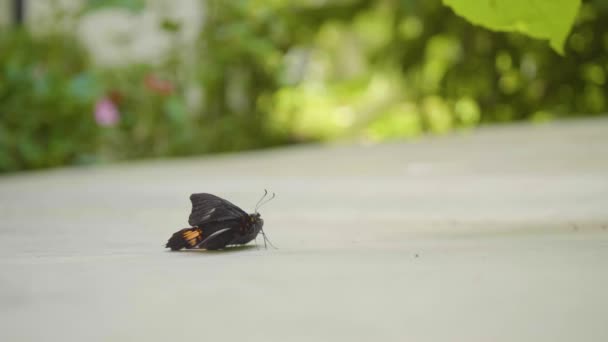 Der Rubinfleckige Schwalbenschwanz Oder Rotfleckige Schwalbenschwanz Papilio Anchisiades Schwarzer Schmetterling — Stockvideo
