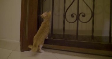 Black Metal Kapısı 'nın yanında Küçük Kedi Yürüyüşü 