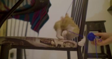 Küçük Kedi Siyah Metal Sandalyeye Karıştırılmış Mavi Yünle Oynuyor