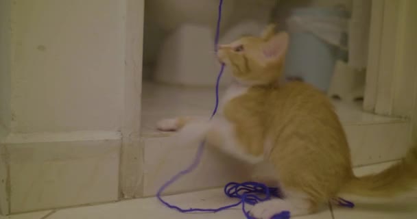 Liten Katt Spelar Med Blå Ull Nära Badrummet — Stockvideo