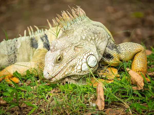 Zielona Iguana Iguana Iguana Wielka Roślinożerna Jaszczurka Jedząca Trawę Medellin — Zdjęcie stockowe