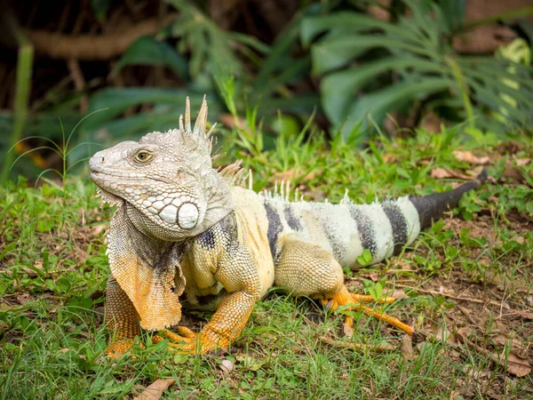 Grüner Leguan Leguan Iguana Große Pflanzenfressende Eidechse Starrt Auf Das — Stockfoto