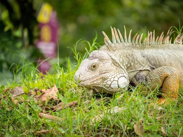 Grüner Leguan Leguan Iguana Große Pflanzenfressende Eidechse Starrt Auf Das — Stockfoto