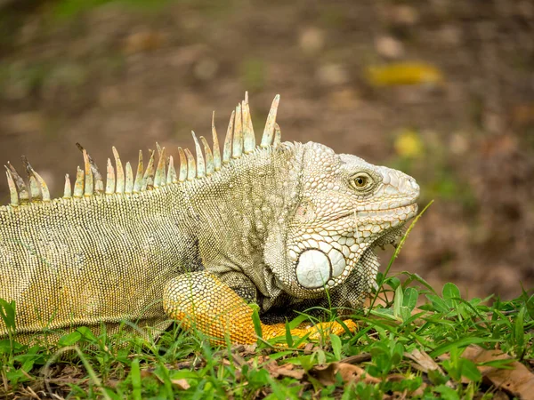 Zielona Iguana Iguana Iguana Wielka Roślinożerna Jaszczurka Wpatrująca Się Trawę — Zdjęcie stockowe