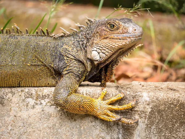 Zielona Iguana Jaszczurka Roślinożerna Gapiąca Się Ogrodzie Botanicznym Medellin Antioquia — Zdjęcie stockowe