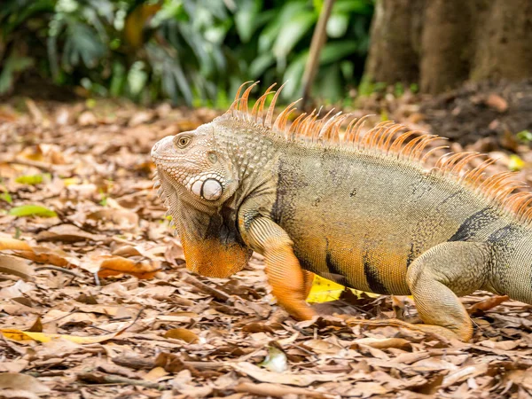 Zelená Iguana Iguana Iguana Velká Býložravá Ještěrka Zírající Hnědou Trávu — Stock fotografie