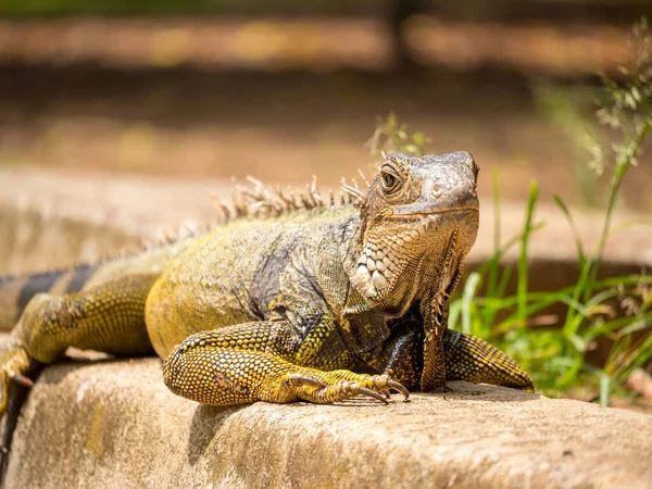 Iguana Spogląda Ogrodzie Słoneczny Dzień — Zdjęcie stockowe