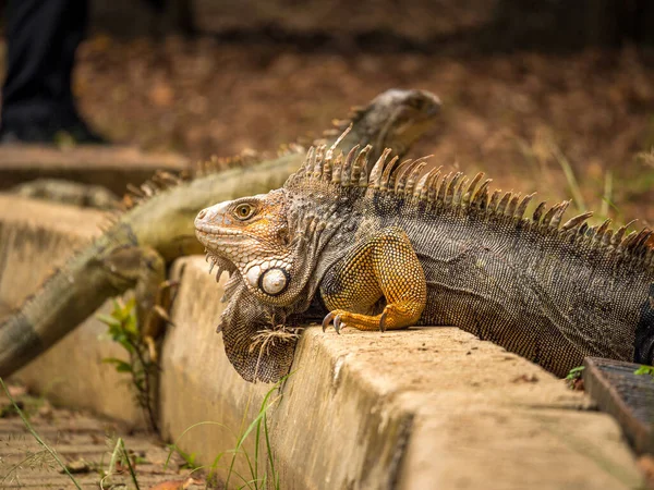 Iguana Grand Lézard Herbivore Marchant Sur Herbe Brune Medellin Antioquia — Photo