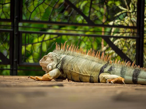 Zelená Iguana Iguana Iguana Velká Býložravá Ještěrka Procházky Dřevěné Podlaze — Stock fotografie