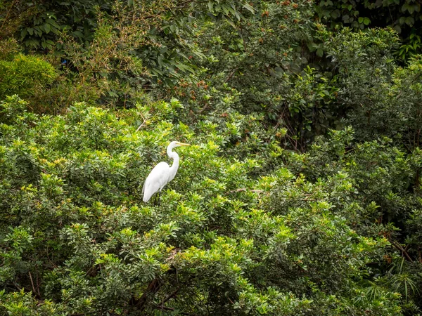 Ein Weißer Reiher Auf Einem Baum Medellin Kolumbien — Stockfoto