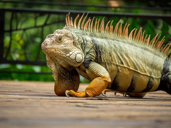 Зеленая Игуана Iguana Iguana Крупная Травоядная Ящерица Стоящая Грассе Ботаническом — стоковое фото