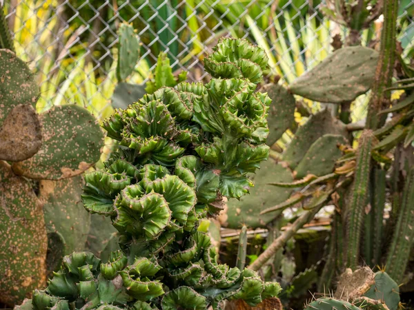 Euphorbia Lactea Ist Eine Wolfsmilchart Die Neben Dem Kaktus Garten — Stockfoto