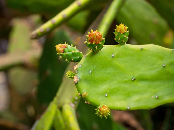 Opuntia Cochenillifera Ist Eine Kakteenart Einem Garten Medellin Kolumbien — Stockfoto
