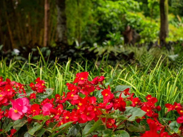 Wax Begonia Nebo Clubed Begonia Begonia Cucullata Zahradě Medellinu Kolumbie — Stock fotografie