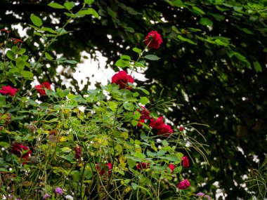 Medellin, Kolombiya 'da mor çiçeklerin yanındaki bir bahçede Bengal Gülü veya Bengal Kırmızısı (Rosa Chinensis) olarak bilinen Çin Gülü