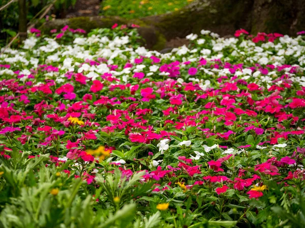 Impatiens Walleriana Syn Impatiens Sultanii Επίσης Γνωστή Πολυσύχναστη Λίζι Βρετανικές — Φωτογραφία Αρχείου