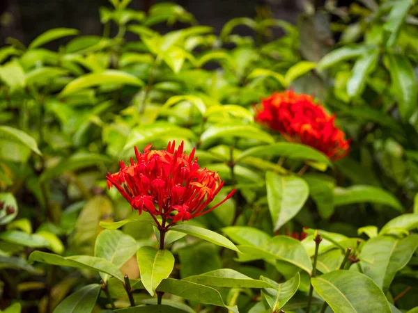 Géranium Jungle Flamme Des Bois Flamme Jungle Pendkuli Ixora Coccinea — Photo