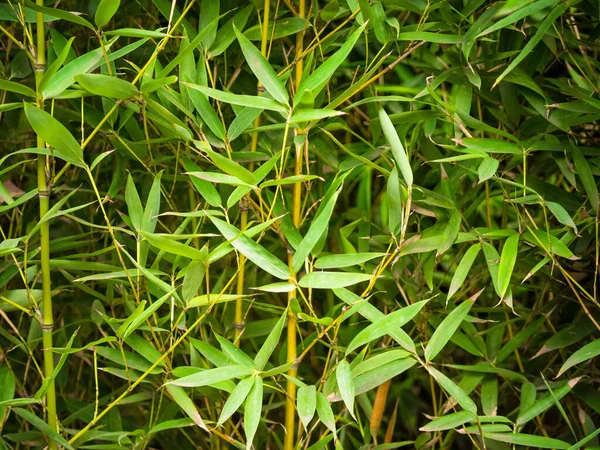 Phyllostachys Aurea Kolombiya Nın Medellin Şehrinde Bulunan Bir Bambu Türüdür — Stok fotoğraf