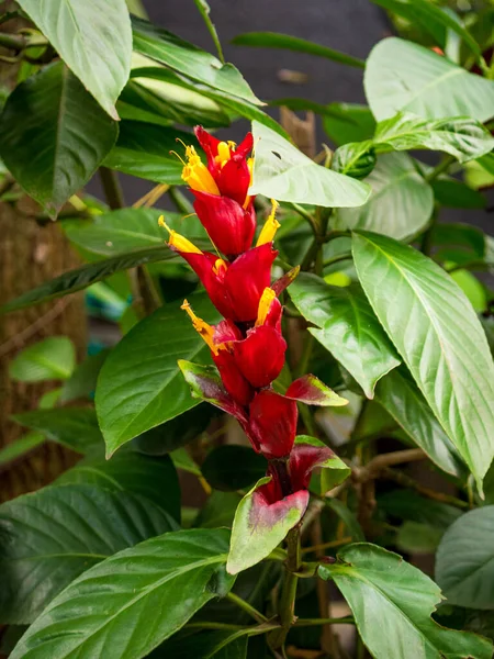 Alpinia Purpurata Κόκκινο Τζίντζερ Που Ονομάζεται Επίσης Ostrich Plume Και — Φωτογραφία Αρχείου